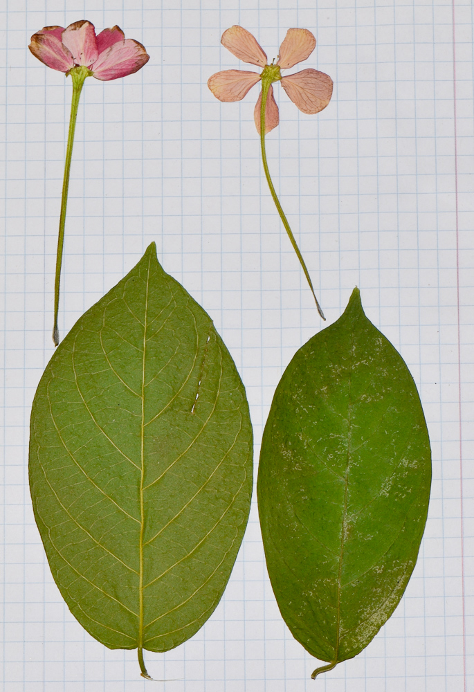 Image of Combretum indicum specimen.