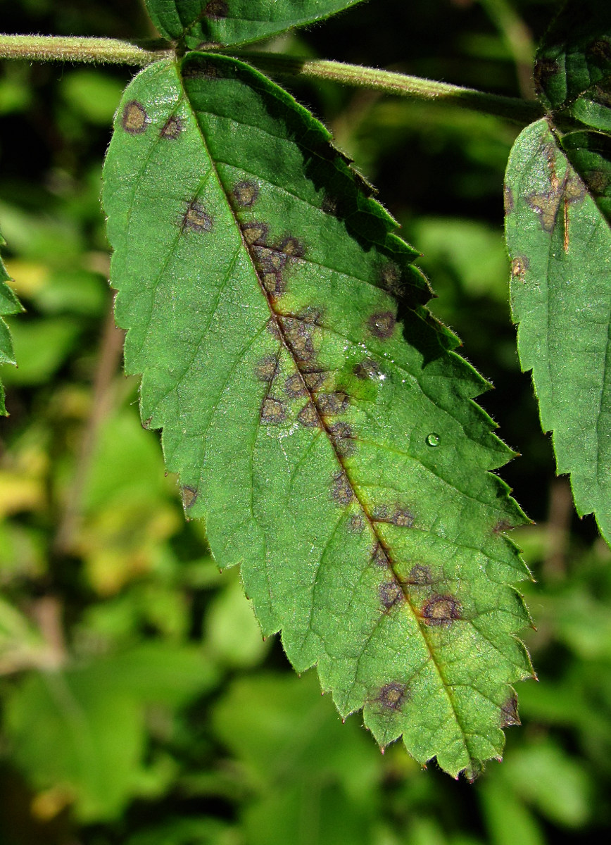 Image of Rosa cinnamomea specimen.