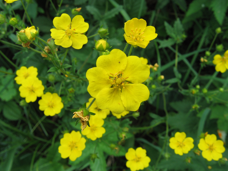 Image of Potentilla chrysantha specimen.