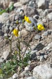 genus Ranunculus. Цветущее растение на песчано-каменистом берегу протоки. Мурманская обл., Кольский р-н, окр. пос. Дальние Зеленцы, побережье губы Порчниха. 22.06.2015.