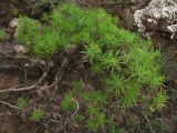 Plantago arborescens. Растение в начале цветения. Испания, Канарские о-ва, Тенерифе, горный массив Анага, окр. пос. Taganana, термофильное кустарниковое сообщество. 8 марта 2008 г.
