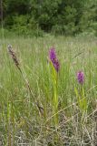 Dactylorhiza incarnata. Цветущие растения и прошлогодний генеративный побег с сухими плодами. Ленинградская обл., Гатчинский р-н, окр. пос. Пудость, сыроватый осоковый луг на дне плоского понижения в старом травертиновом карьере. 14.06.2015.