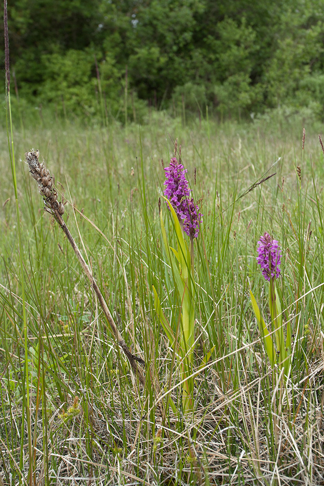 Изображение особи Dactylorhiza incarnata.