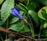 Vinca minor