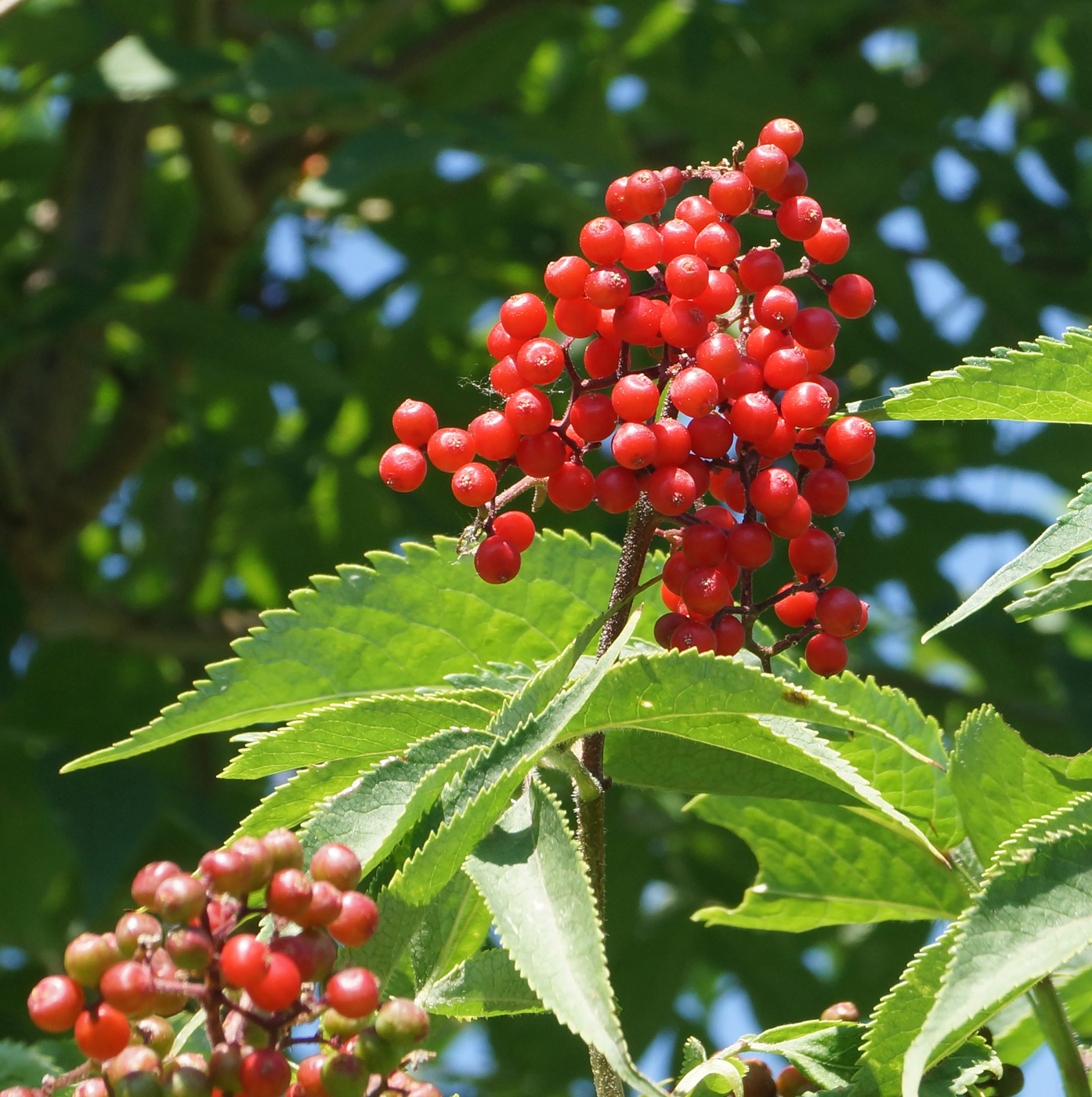Image of Sambucus sibirica specimen.