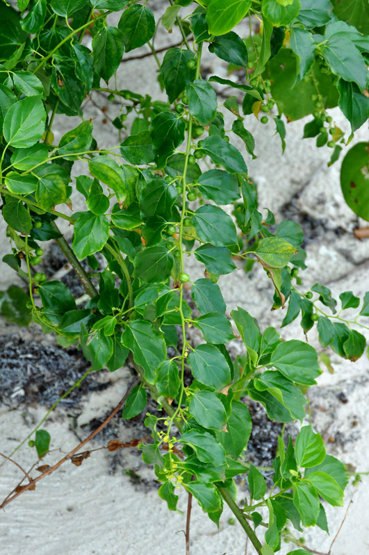 Image of Colubrina asiatica specimen.