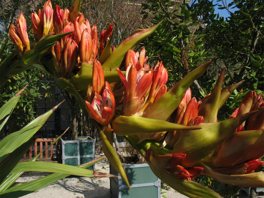 Image of Doryanthes palmeri specimen.