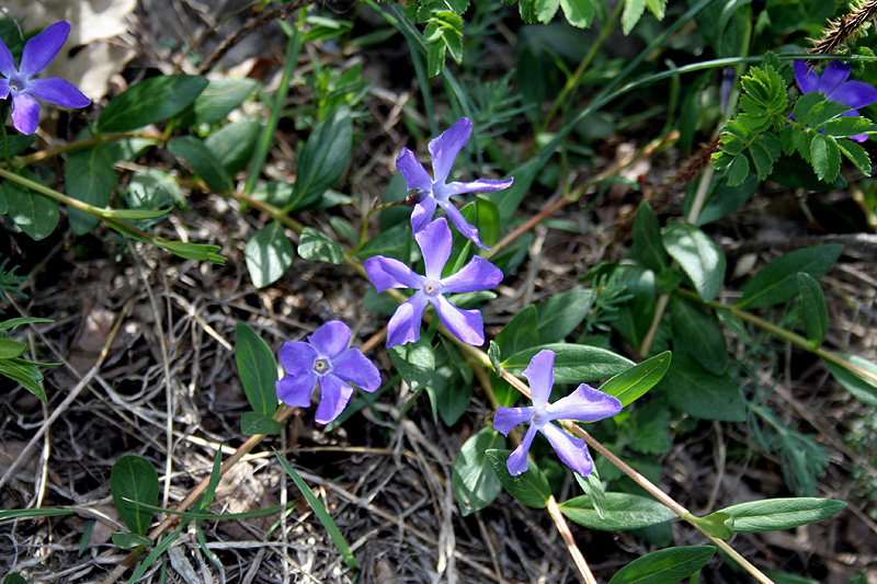 Изображение особи Vinca herbacea.