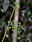 Ficus fistulosa. Часть ствола с соплодиями. Таиланд, национальный парк Си Пханг-нга, влажный тропический лес. 20.06.2013.