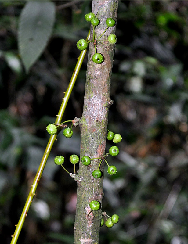 Image of Ficus fistulosa specimen.