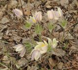 Pulsatilla multifida