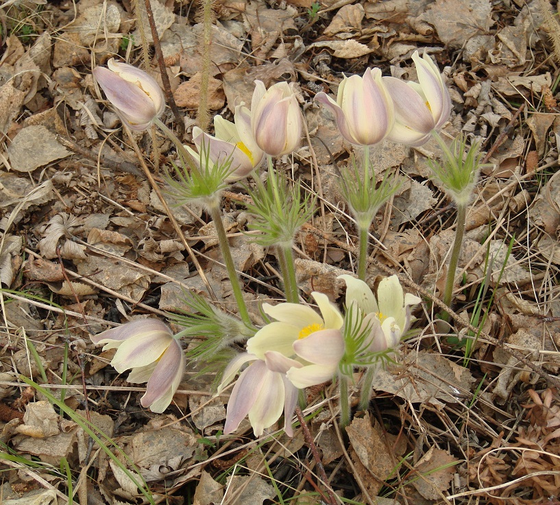 Image of Pulsatilla multifida specimen.