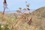 Ferula ovina