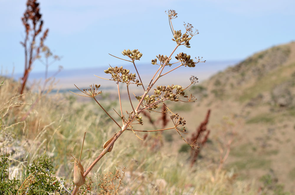 Image of Ferula ovina specimen.