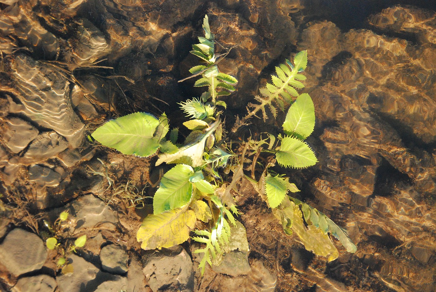 Image of Rorippa amphibia specimen.