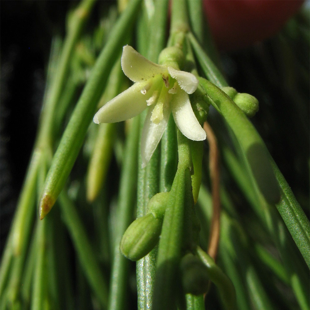 Image of Plocama pendula specimen.