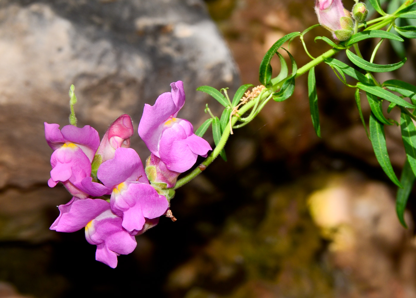 Image of Antirrhinum majus specimen.