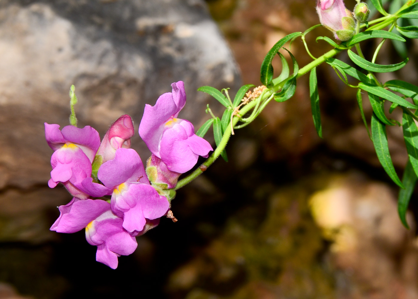 Изображение особи Antirrhinum majus.