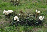 Rhododendron caucasicum