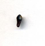 Image of taxon representative. Author is Николай Дегтярёв