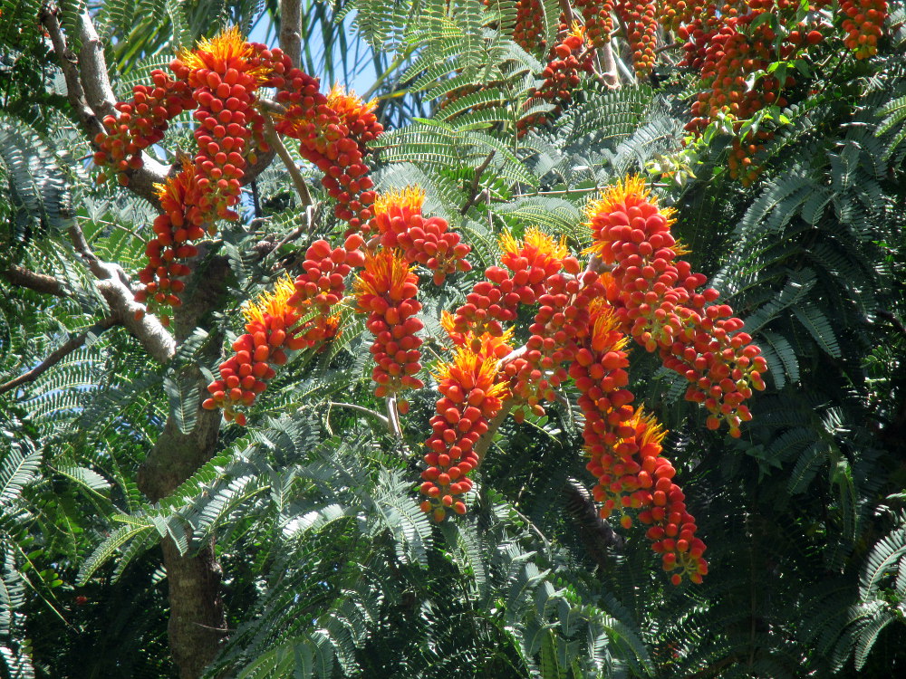 Image of Colvillea racemosa specimen.