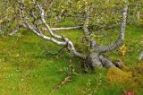 род Betula