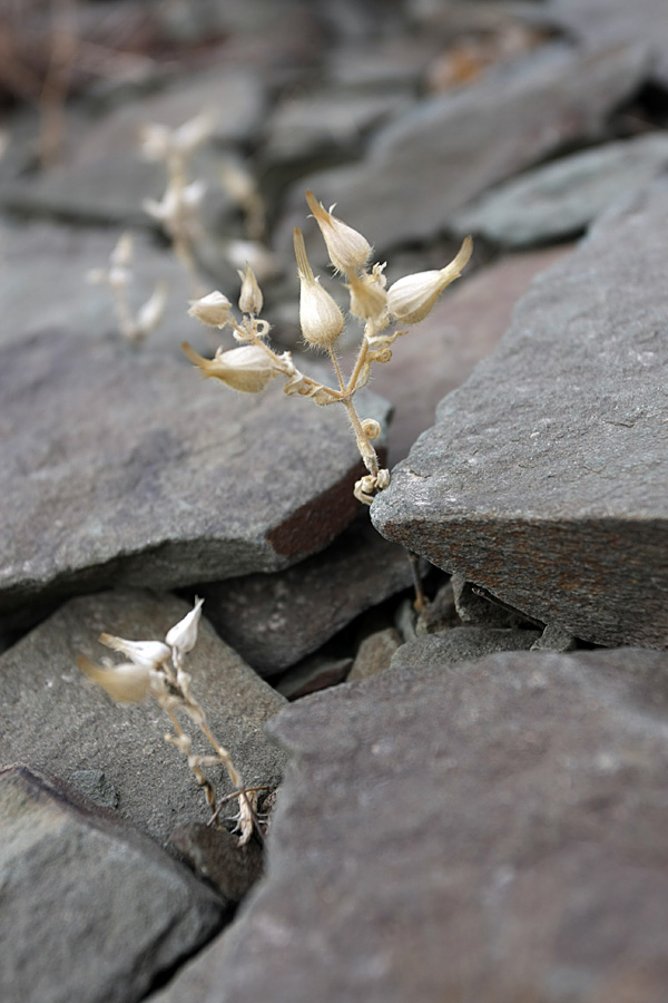 Изображение особи Cerastium inflatum.