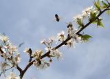 Prunus domestica