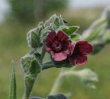 Cynoglossum officinale