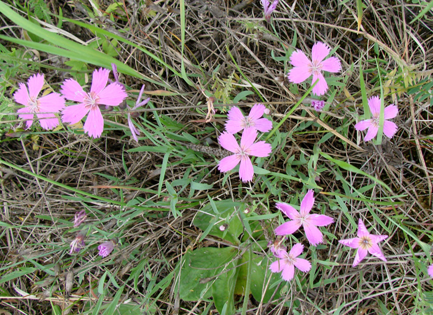 Изображение особи Dianthus repens.