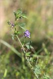 Medicago sativa