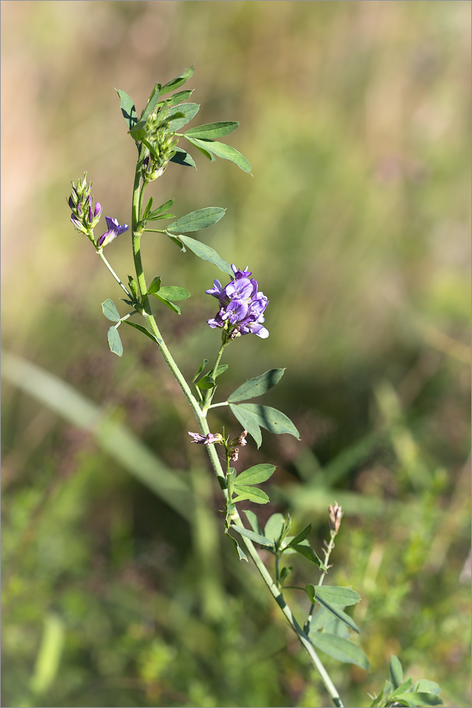 Изображение особи Medicago sativa.