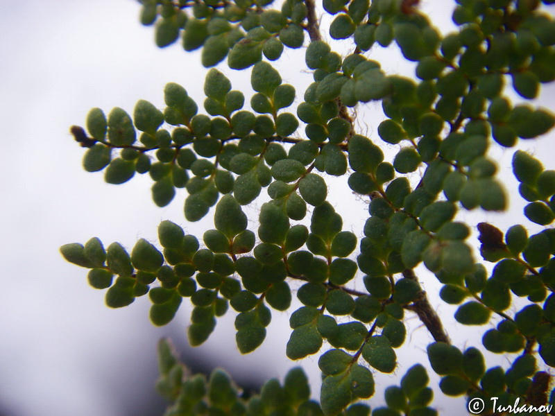 Изображение особи Oeosporangium persicum.