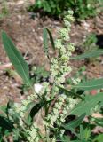 genus Chenopodium. Верхушка цветущего растения. Якутия (Саха), Алданский р-н, берег р. Тимптон, 201 км от устья. 09.07.2011.