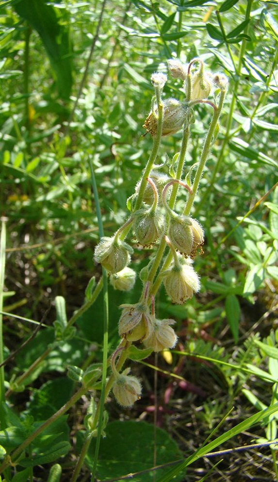 Image of Helianthemum nummularium specimen.