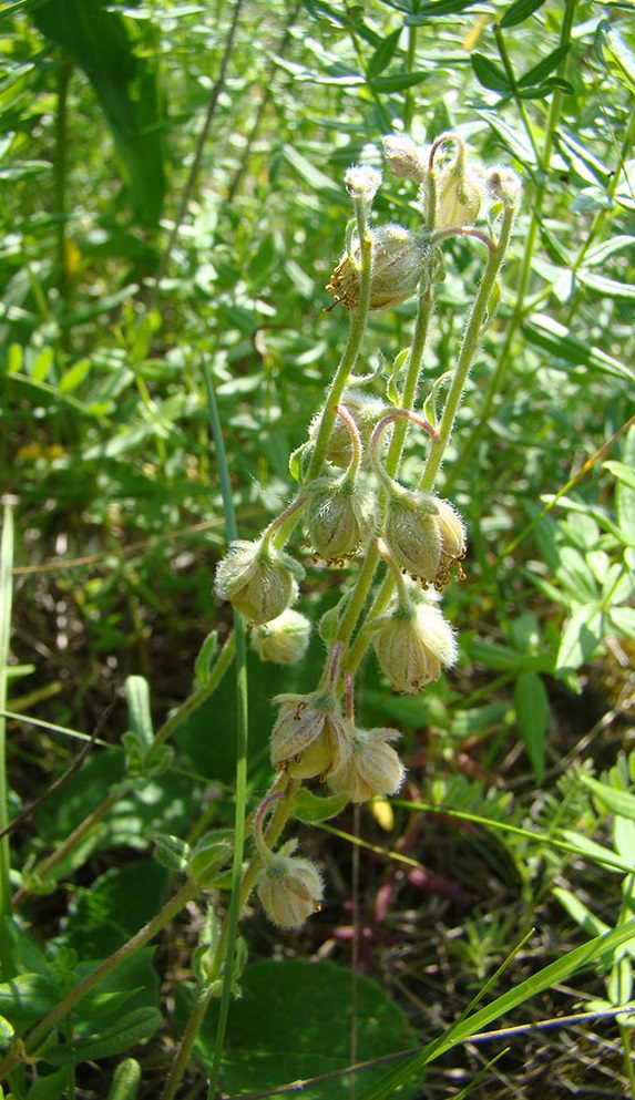 Изображение особи Helianthemum nummularium.