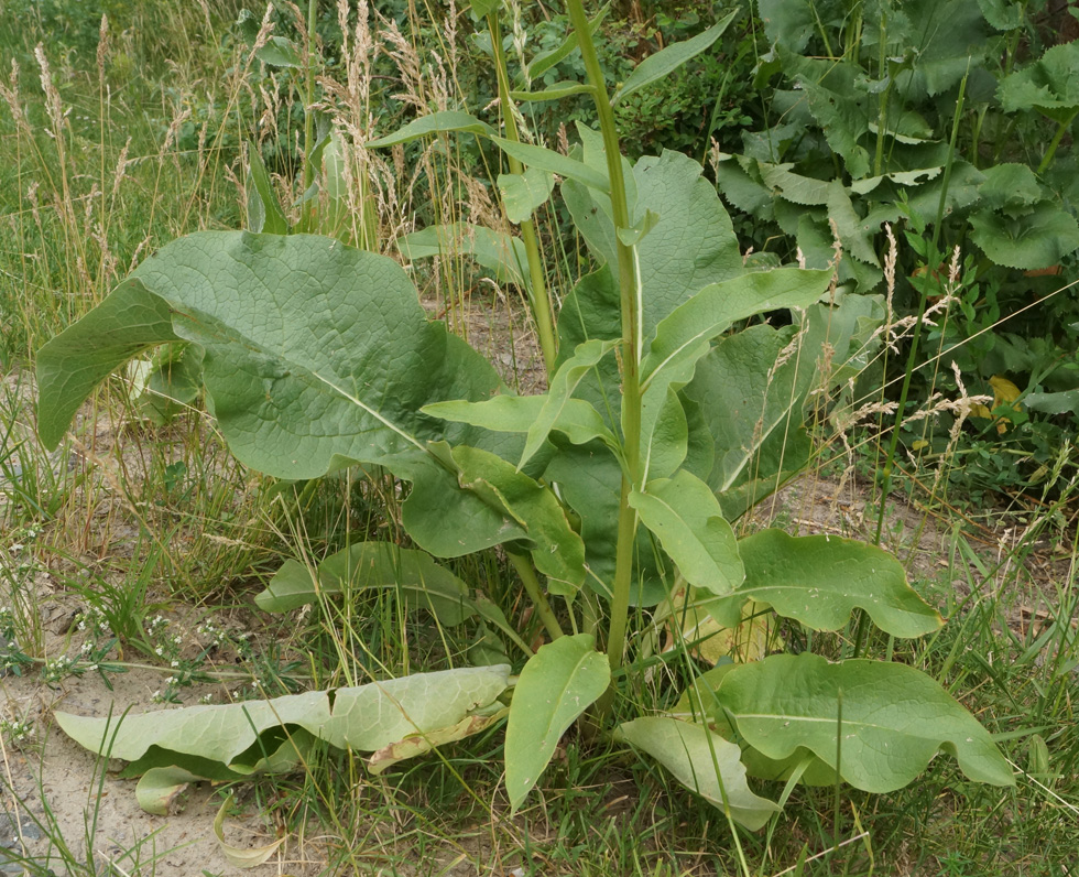 Изображение особи Cynoglossum viridiflorum.