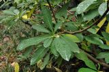 Edgeworthia chrysantha