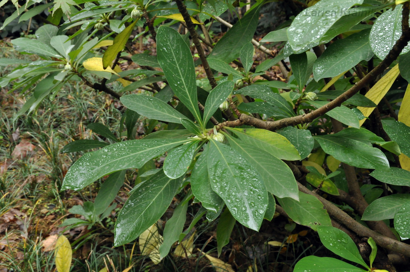 Image of Edgeworthia chrysantha specimen.