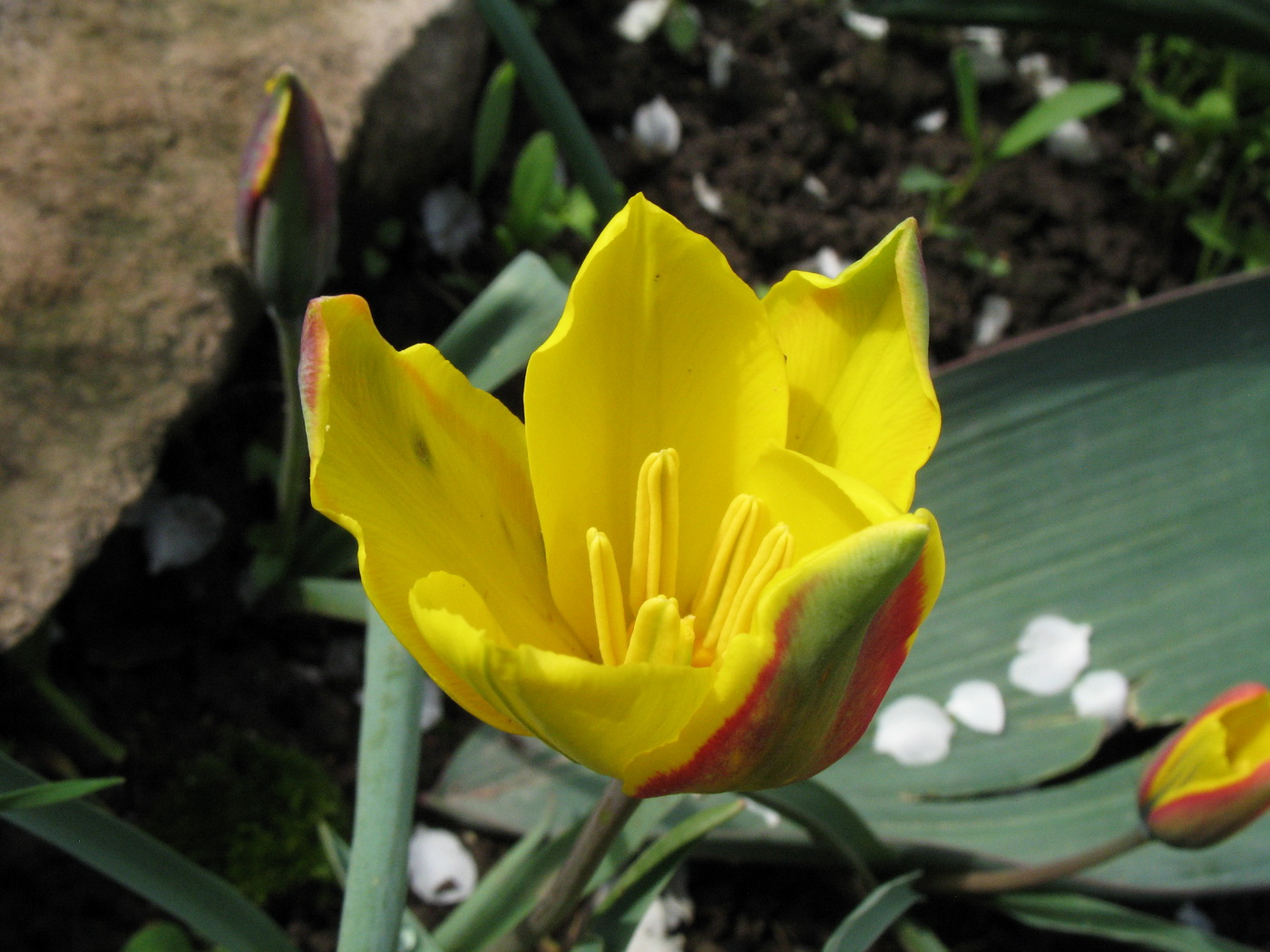 Изображение особи Tulipa iliensis.