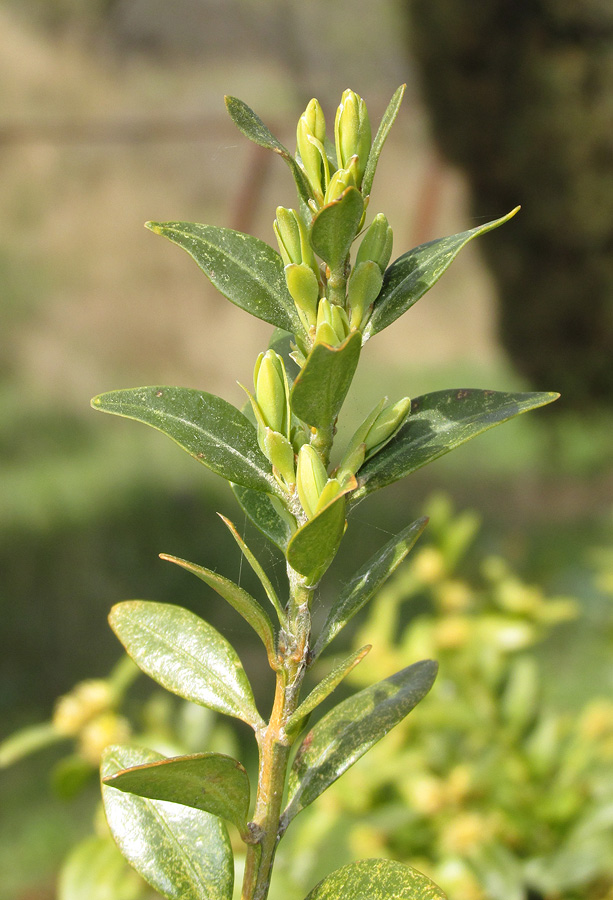 Image of Buxus sempervirens specimen.