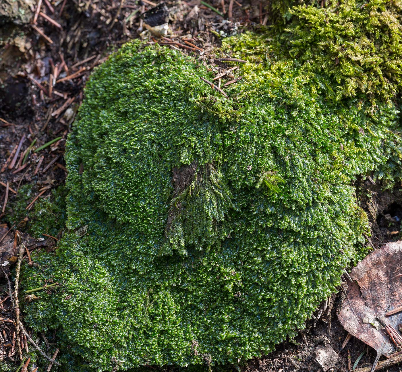 Изображение особи Plagiothecium laetum.