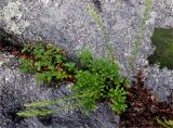 Artemisia japonica