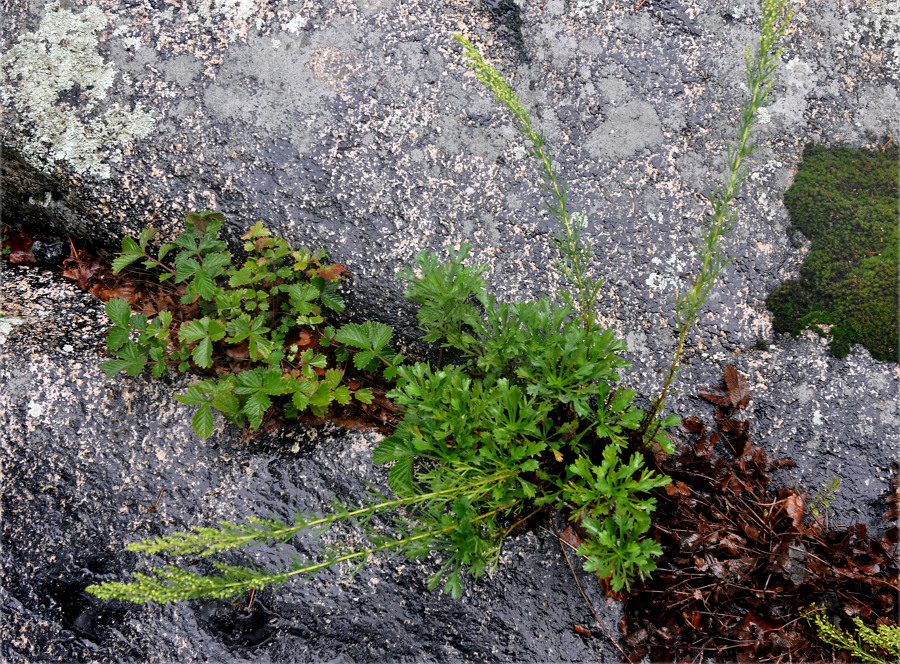 Image of Artemisia japonica specimen.