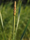 Typha intermedia