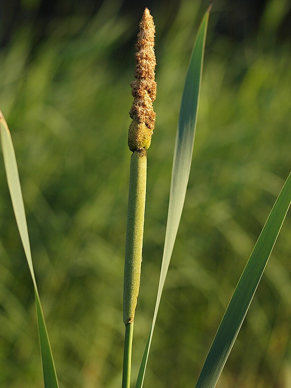 Изображение особи Typha intermedia.