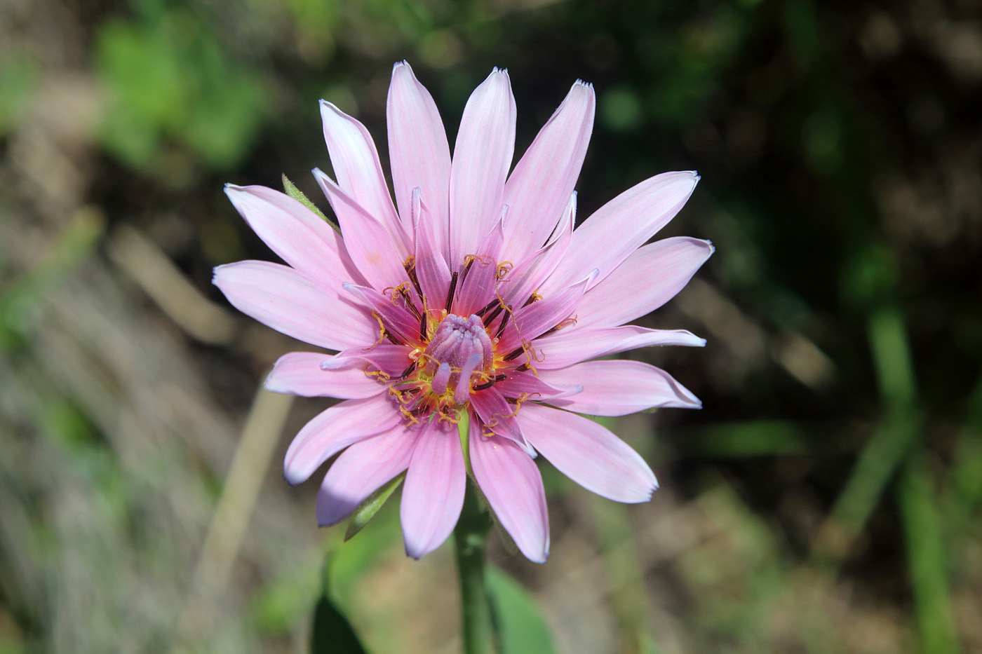 Image of Tragopogon malikus specimen.