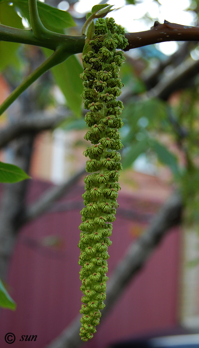 Image of Juglans regia specimen.