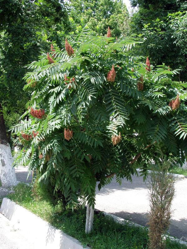 Image of Rhus glabra specimen.