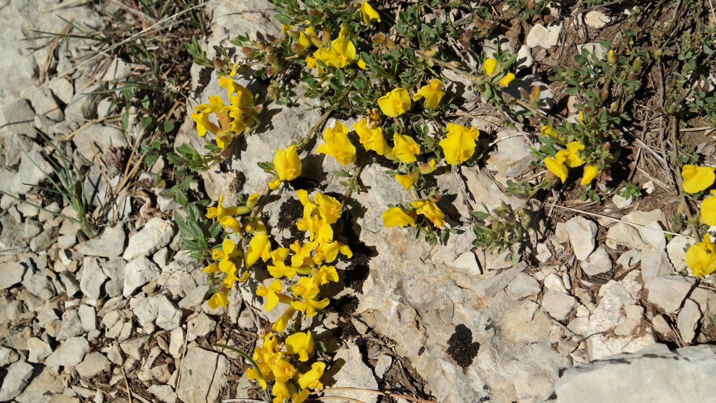 Изображение особи Chamaecytisus wulffii.